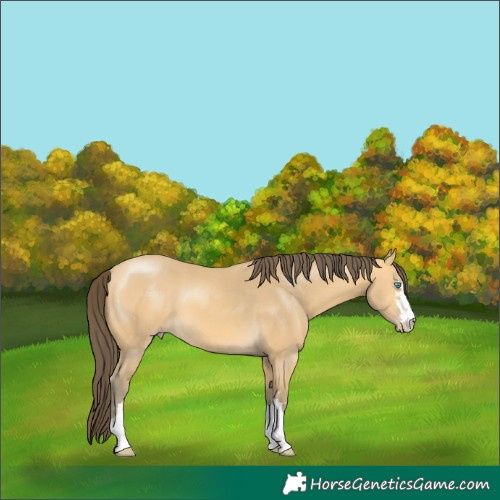Horse Color:Amber Cream Champagne 