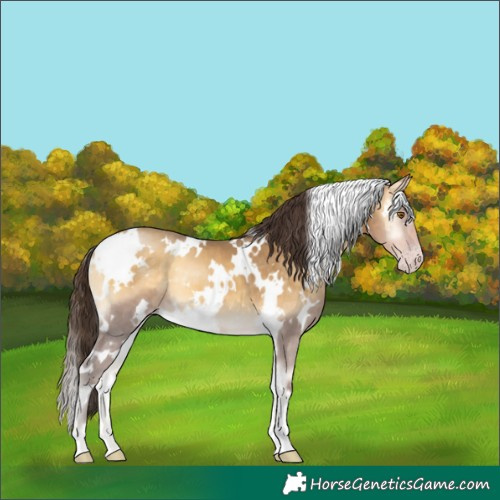 Horse Color:White Spotted Sable Cream Champagne Onyx 