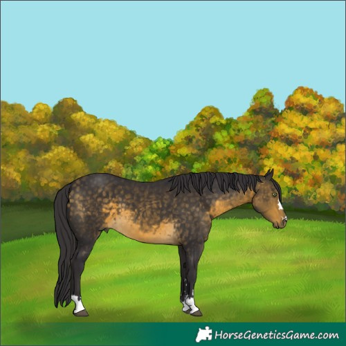 Horse Color:Buckskin 