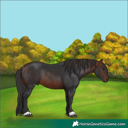 Horse Color:Brown Rabicano 