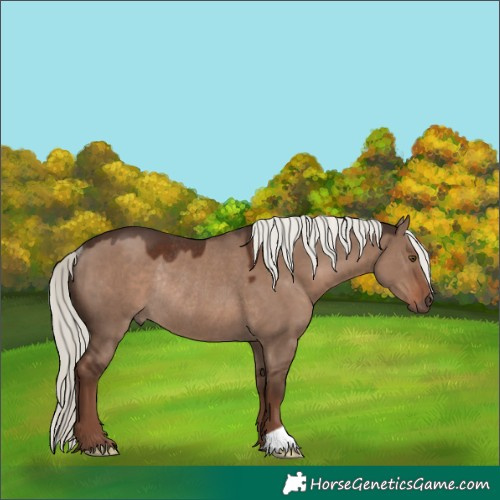 Horse Color:Liver Red Dun Mushroom Rabicano 