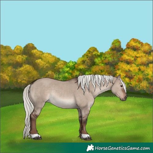 Horse Color:Liver Red Dun Mushroom Rabicano 