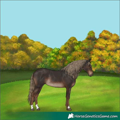 Horse Color:Liver Chestnut Rabicano 