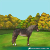 Horse Color:Liver Chestnut Rabicano 