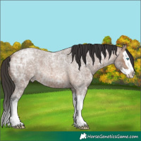 Horse Color:Bay Ice Roan Splash