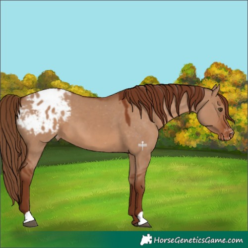 Horse Color:Red Dun Blanket 