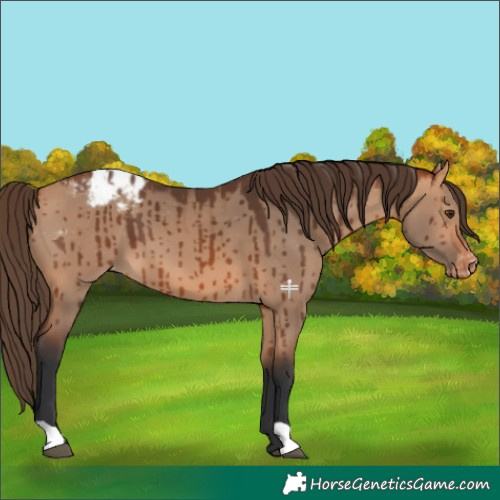 Horse Color:Bay Dun Appaloosa Brindle 