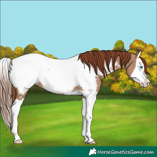 Horse Color:Red Dun Splash Appaloosa 