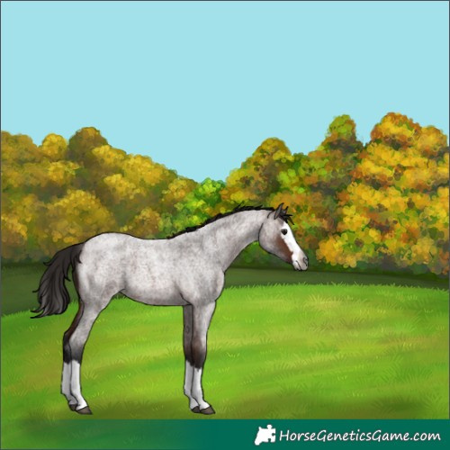 Horse Color:Unknown 