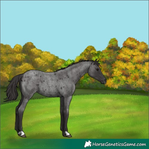 Horse Color:Unknown 