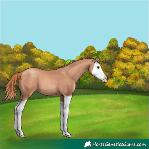Horse Color:Unknown 