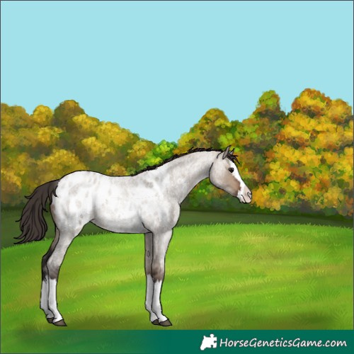 Horse Color:Unknown 