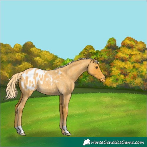 Horse Color:Unknown 