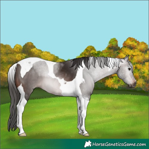 Horse Color:Gray Bay Tobiano Appaloosa