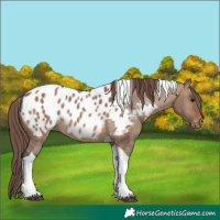 Horse Color:Brown Dun Tobiano Appaloosa 