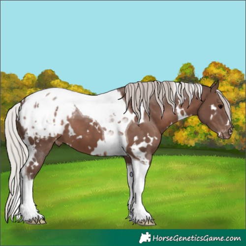 Horse Color:White Spotted Silver Black Tobiano Appaloosa 