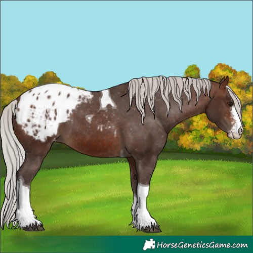 Horse Color:Silver Brown Sabino Tobiano Blanket 