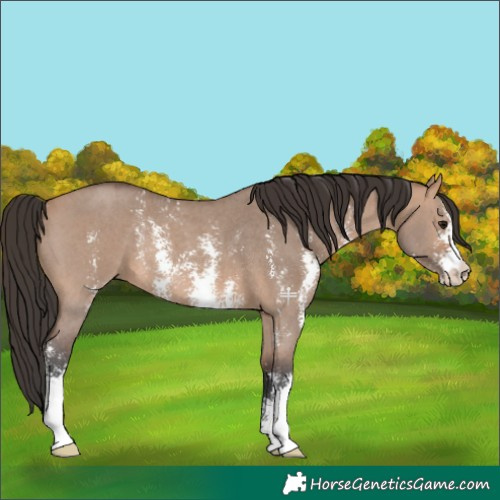 Horse Color:Bay Dun Sabino Rabicano