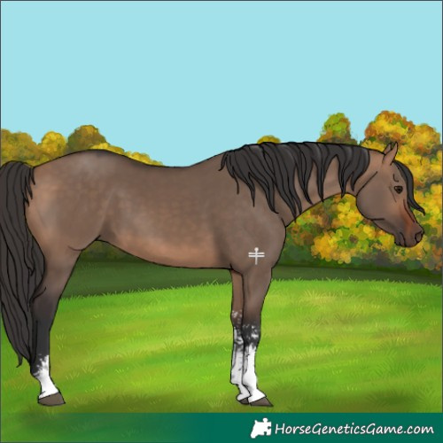 Horse Color:Bay Dun Sabino Rabicano 
