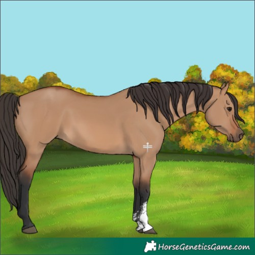 Horse Color:Bay Dun Sabino Rabicano 