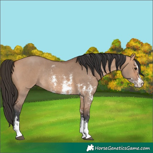 Horse Color:Bay Dun Sabino Rabicano 