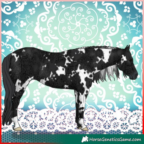 Horse Color:White Spotted Black Ice