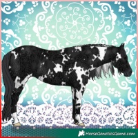 Horse Color:White Spotted Black Ice 