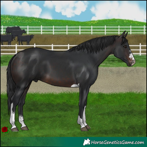 Horse Color:Brown Sabino Tobiano 