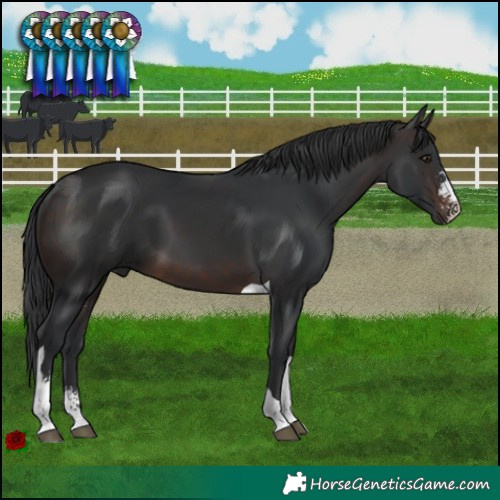 Horse Color:Brown Sabino Tobiano 