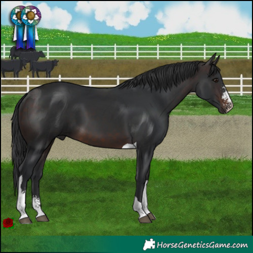 Horse Color:Brown Sabino Tobiano 