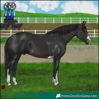 Horse Color:Brown Sabino Tobiano