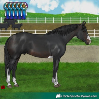 Horse Color:Brown Sabino Tobiano 