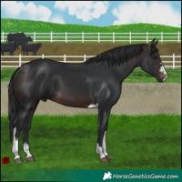 Horse Color:Brown Sabino Tobiano 