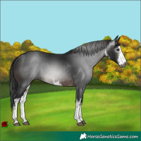 Horse Color:Gray White Spotted Brown 