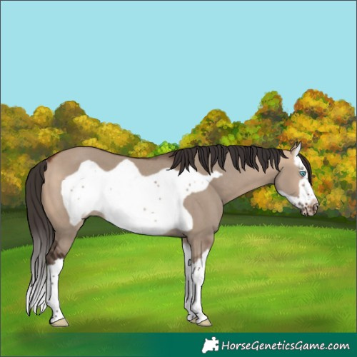 Horse Color:Bay Dun Splash Frame Rabicano