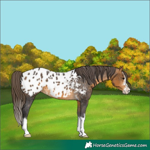 Horse Color:Buckskin Appaloosa 