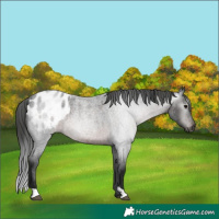 Horse Color:Gray Brown Roan Appaloosa