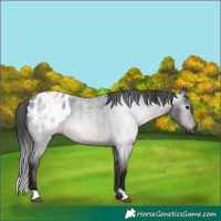 Horse Color:Gray Brown Roan Blanket