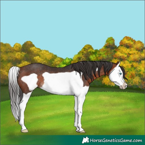 Horse Color:Brown Splash Frame Rabicano 