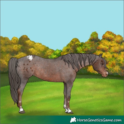 Horse Color:Liver Chestnut Appaloosa Rabicano 