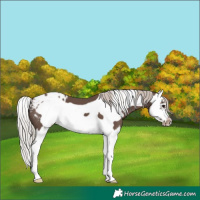 Horse Color:Silver Black Splash Frame Blanket 