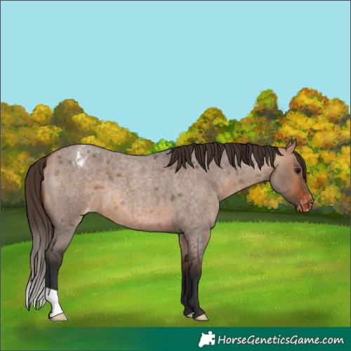 Horse Color:Bay Roan Dun Varnish 