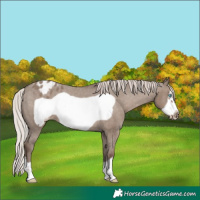 Horse Color:Silver Grullo Frame Varnish 