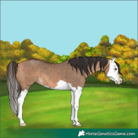 Horse Color:Bay Dun Splash Brindle