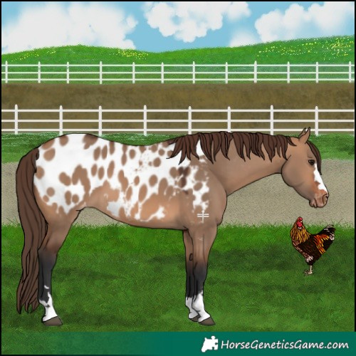 Horse Color:Bay Dun Appaloosa 