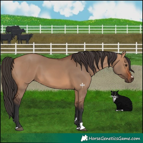 Horse Color:Bay Dun