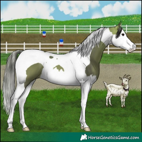 Horse Color:Buckskin Splash Tobiano