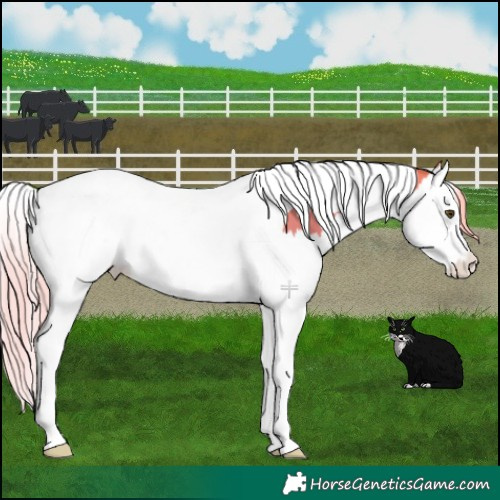 Horse Color:Palomino Dun Splash Tobiano 