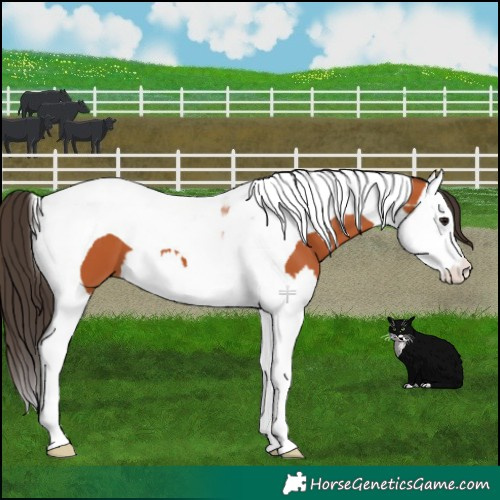 Horse Color:Bay Splash Tobiano 