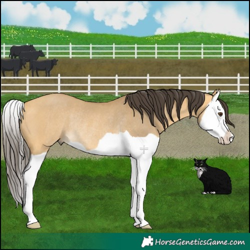 Horse Color:Buckskin Dun Splash Rabicano 